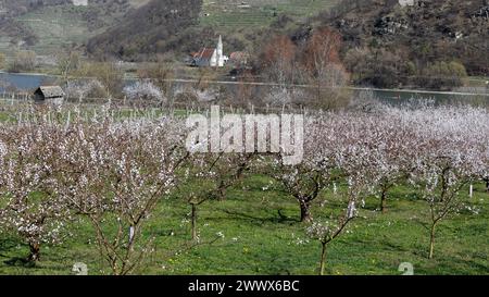 Abricot Blossom, abricot Blossom dans la Wachau, basse-Autriche, Autriche Banque D'Images