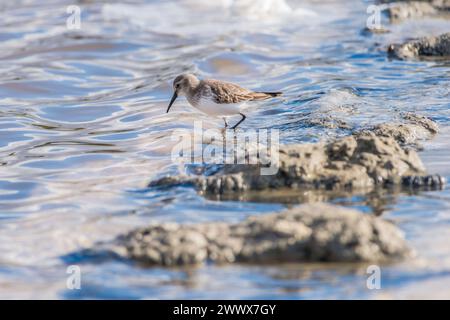 Alpenstrandläufer Calidris alpina in den Salinen von Trapani, Sizilien, Italien. In den Salinen von Trapani *** Dunlin Calidris alpina dans les marais salants de Trapani, Sicile, Italie dans les marais salants de Trapani Banque D'Images