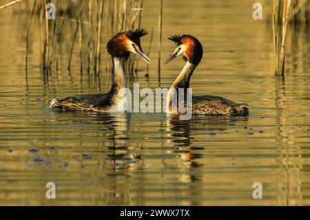 Paire de grands grebes à crête, rituel de cour, réserve naturelle de Grande Cariçaie, lac Neuchâtel, Suisse Banque D'Images