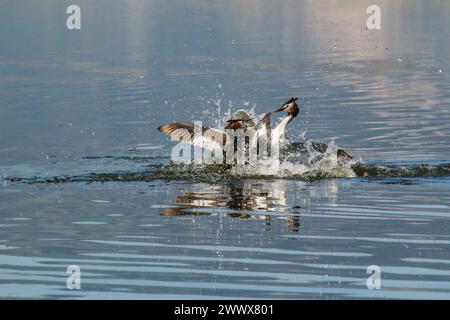 Combat de quartier de grands grebes à crête, lac Neuchâtel, Suisse Banque D'Images