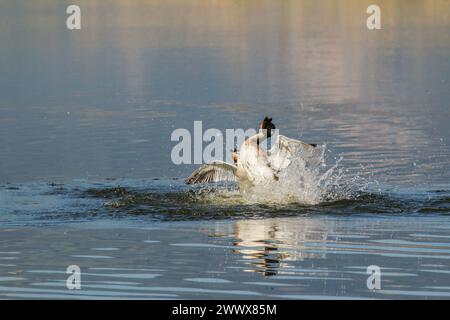 Combat de quartier de grands grebes à crête, lac Neuchâtel, Suisse Banque D'Images