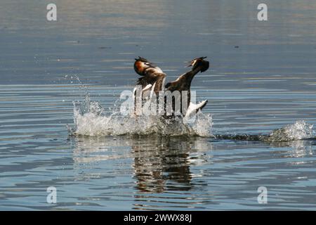 Combat de quartier de grands grebes à crête, lac Neuchâtel, Suisse Banque D'Images