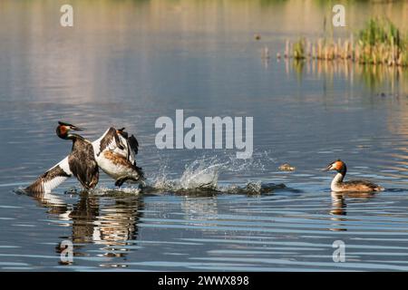 Combat de quartier de grands grebes à crête, lac Neuchâtel, Suisse Banque D'Images