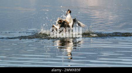 Combat de quartier de grands grebes à crête, lac Neuchâtel, Suisse Banque D'Images