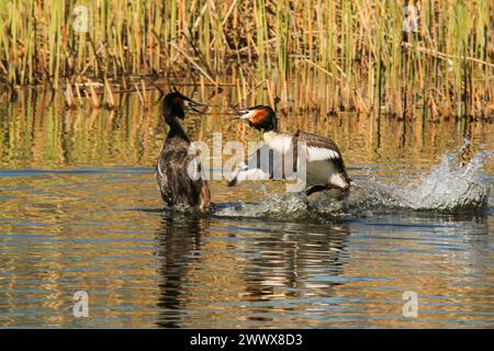 Lutte de quartier de grands grebes à crête, réserve naturelle Grande Cariçaie, lac Neuchâtel, Suisse Banque D'Images