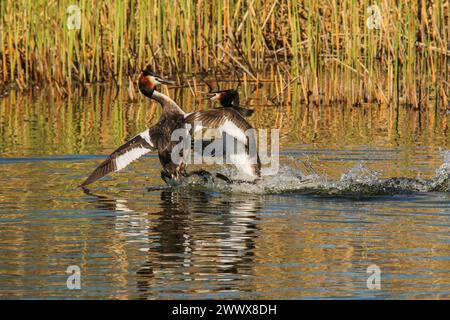 Lutte de quartier de grands grebes à crête, réserve naturelle Grande Cariçaie, lac Neuchâtel, Suisse Banque D'Images