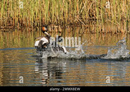 Lutte de quartier de grands grebes à crête, réserve naturelle Grande Cariçaie, lac Neuchâtel, Suisse Banque D'Images