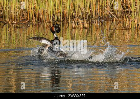 Lutte de quartier de grands grebes à crête, réserve naturelle Grande Cariçaie, lac Neuchâtel, Suisse Banque D'Images