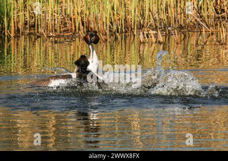 Lutte de quartier de grands grebes à crête, réserve naturelle Grande Cariçaie, lac Neuchâtel, Suisse Banque D'Images