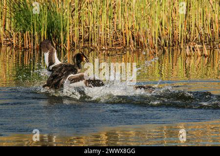 Lutte de quartier de grands grebes à crête, réserve naturelle Grande Cariçaie, lac Neuchâtel, Suisse Banque D'Images