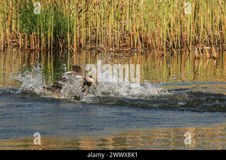 Lutte de quartier de grands grebes à crête, réserve naturelle Grande Cariçaie, lac Neuchâtel, Suisse Banque D'Images