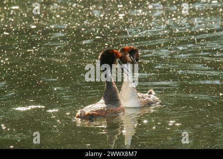 Paire de grands grebes à crête, rituel de cour dans l'étang, lac Neuchâtel, Suisse Banque D'Images