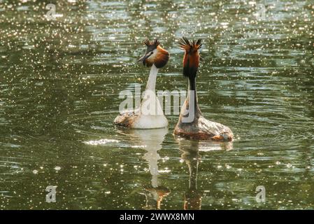 Paire de grands grebes à crête, rituel de cour dans l'étang, lac Neuchâtel, Suisse Banque D'Images