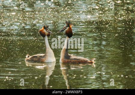 Paire de grands grebes à crête, rituel de cour dans l'étang, lac Neuchâtel, Suisse Banque D'Images