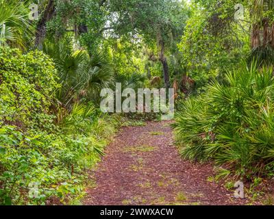 Sentier de randonnée à travers un paysage tropical verdoyant dans le parc d'État Oscar Scherer à Osprey Floirida USA Banque D'Images