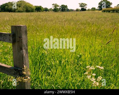 Prairie d'été avec des fleurs sauvages et des herbes avec poteau de clôture en bois au premier plan Banque D'Images
