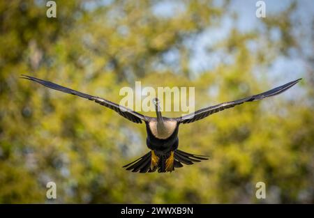 Anhinga se prépare à atterrir à la Venice Bird Rookery à Venice Florida USA Banque D'Images