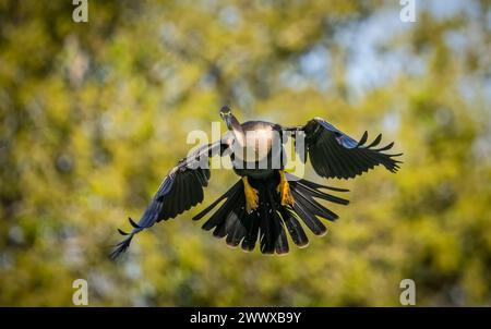Anhinga se prépare à atterrir à la Venice Bird Rookery à Venice Florida USA Banque D'Images