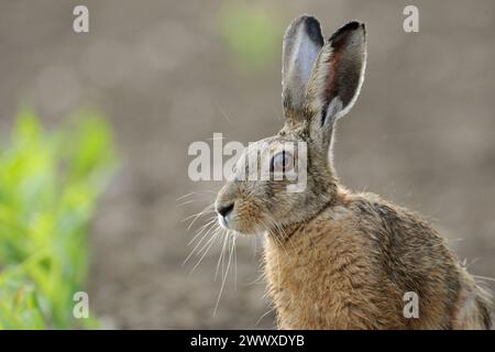 DATE D'ENREGISTREMENT NON INDIQUÉE PORTRAIT... Feldhase Lepus europaeus , detaillierte Nahaufnahme vom Hasen durch intensive Landwirtschaft zunehmend Bedrohte, gefährdete, allgemein bekannte heimische Tierart, Niederwild *** Close up of Brown Liare Lepus europaeus in Nice Backlight assis sur un champ de maïs, Wildife, Europe. Nordrhein-Westfalen Deutschland, Westeuropa Banque D'Images