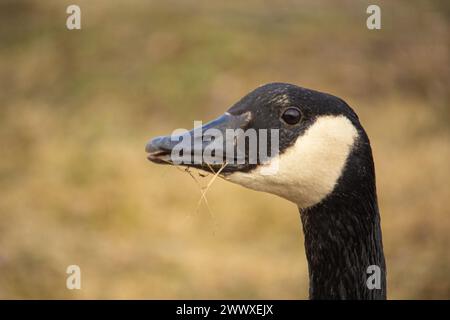 Gros plan de la tête de Brant ou de canadian Goose Spring Tima Banque D'Images