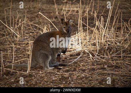 Wallaby des marais (Wallabia bicolor), également connu sous le nom de wallaby noir. Animal sauvage. Banque D'Images