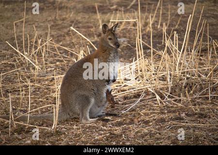 Wallaby des marais (Wallabia bicolor), également connu sous le nom de wallaby noir. Animal sauvage. Banque D'Images