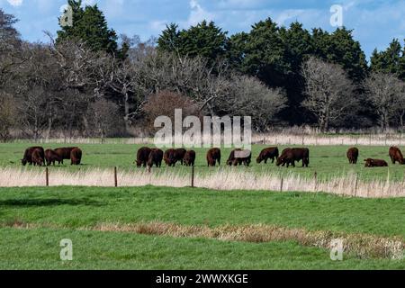 Lincoln Red Cattle Iken Suffolk Royaume-Uni Banque D'Images