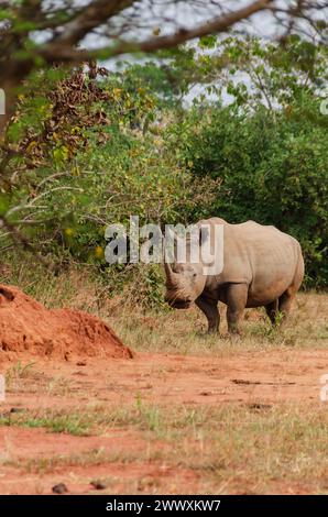 Rhinocéros noir africain, diceros bicornis, faune sauvage, en voie de disparition. Safari en Ouganda. Banque D'Images