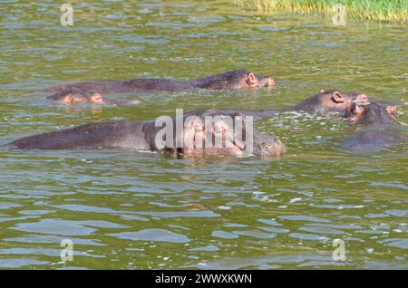 Groupe d'hippopotames africains, Hippopotamus amphibus, dans l'eau, faune sauvage. Safari en Ouganda. Banque D'Images