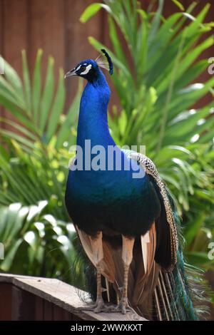Fantastique paon bleu cobalt posant l'air prêt et en plein contrôle. Banque D'Images
