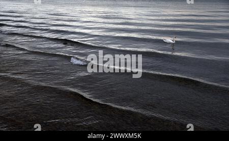 Nonnenhorn, Allemagne. 26 mars 2024. Un cygne nage sur l'eau du lac de Constance déplacé par un bateau d'excursion. Crédit : Karl-Josef Hildenbrand/dpa/Alamy Live News Banque D'Images