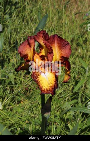 Iris hybride (Iris barbata) en rouge foncé et jaune sur fond vert prairie (Kaiserstuhl, Allemagne) Banque D'Images