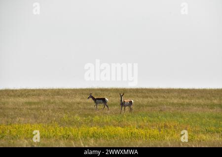 Deux pronghorns péninsulaires debout sur les plaines avec des fleurs jaunes. Banque D'Images