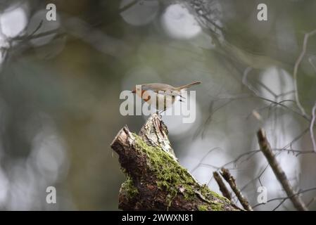 Robin européen (Erithacus rubecula) en profil gauche, Balancing on the Tip of a Mossy Log, sur fond bokeh, prise au pays de Galles au printemps Banque D'Images