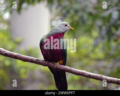 Colombe fruitière Wompoo colorée (Ptilinopus magnificus) sur une branche d'arbre. Banque D'Images