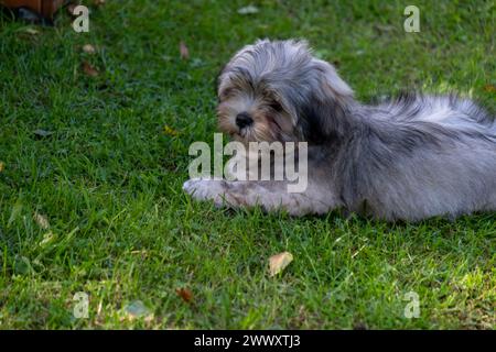 Un chiot gris et blanc moelleux repose sur l'herbe verte, exsudant calme et mignon, idéal pour les thèmes de soin des animaux et d'adoption, et en attente d'une nouvelle maison. Banque D'Images