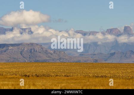 Un champ de maïs dans le KwaZulu Natal rural en Afrique du Sud, avec les falaises majestueuses des montagnes du Drakensberg s'élevant au-dessus des nuages en arrière-plan Banque D'Images