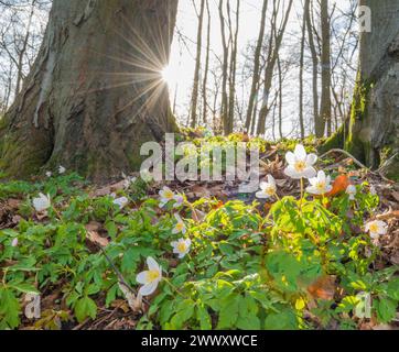 Rayons de soleil tombant à travers les arbres, anémone du bois (Anemonoides nemorosa) (syn. : Anemone nemorosa) fleurissant blanc entre les feuilles d'automne de Banque D'Images