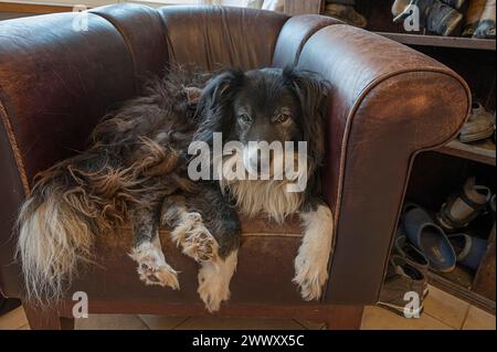 Vieux, fatigué Border Collie dans son fauteuil en cuir, Mecklenburg-Vorpommern, Allemagne Banque D'Images