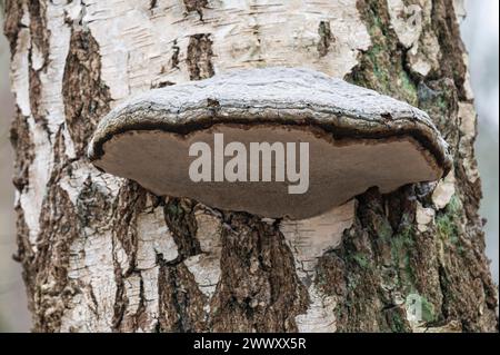 Champignon Tinder (Fomes fomentarius), fructification sur tronc de bouleau duveteux (Betula pubescens), basse-Saxe, Allemagne Banque D'Images