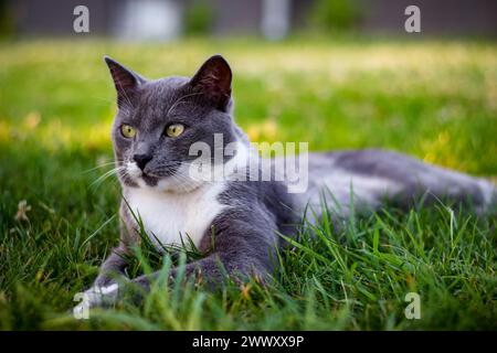 Chat gris et blanc pondant dans l'herbe Banque D'Images
