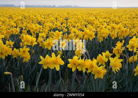 WA25113-00...WASHINGTON - champ de jonquilles en pleine floraison dans la vallée de Skagit près du mont Vernon. Banque D'Images