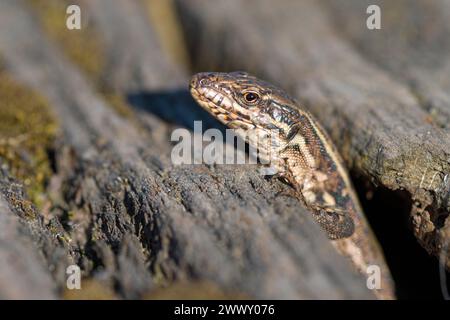 Lézard commun (Podarcis muralis), femelle adulte, regardant hors de sa cachette, dans une vieille voie ferrée, portrait, Landschaftspark Duisburg Banque D'Images