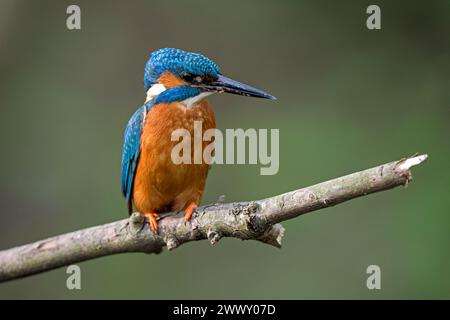 kingfisher (Alcedo atthis), mâle, Ruhraue, Muelheim, Ruhr area, Rhénanie du Nord-Westphalie, Allemagne Banque D'Images