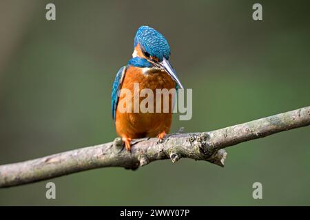 martin pêcheur commun (Alcedo atthis), mâle, à la recherche de proie, chasse, Ruhraue, Muelheim, région de la Ruhr, Rhénanie du Nord-Westphalie, Allemagne Banque D'Images