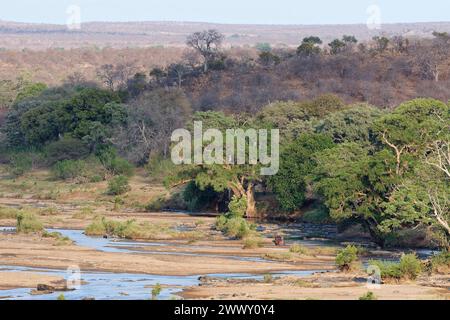 Paysage du lit de la rivière Olifants en saison sèche, avec deux hippopotames adultes debout (Hippopotamus amphibius), lumière du matin, Kruger National Banque D'Images