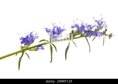 L'hysope (Hyssopus officinalis) fleurs isolé sur fond blanc Banque D'Images