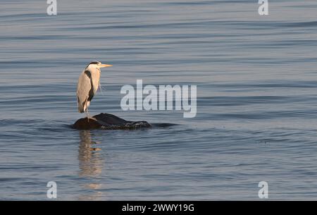 Heron gris en vue de côté et à gauche de l'image, immobile et avec le cou tenu dans le corps, debout sur un rocher et entouré par la mer Banque D'Images