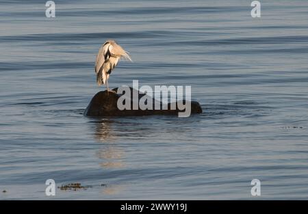 Heron gris debout sur une jambe avec la tête nichée dans le corps tout en se préparant sur un rocher entouré par la mer Banque D'Images