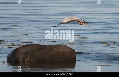 Heron gris en vol avec des ailes étendues sur un grand rocher unique entouré par la mer Banque D'Images